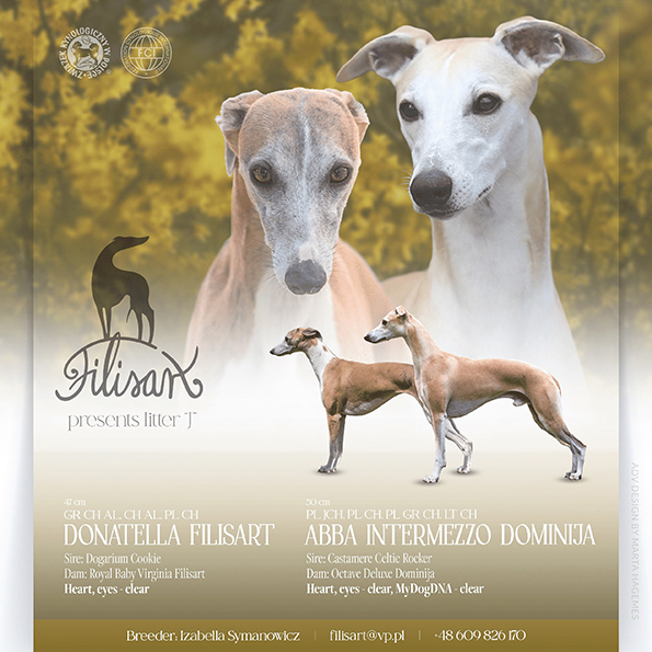 Hodowla Filisart szczenita 2025